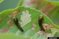 Pear Slug - Pear Sawfly